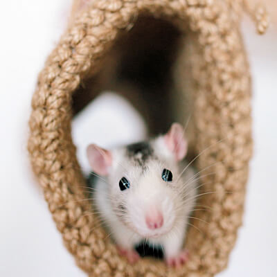 Mice and rats: Tyzzer's disease – Kingdom Veterinary Clinic